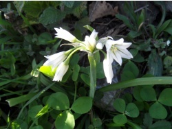 Photo faune et flore, Cervione - e Sambule .