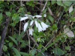 Photo faune et flore, Cervione - e Sambule.