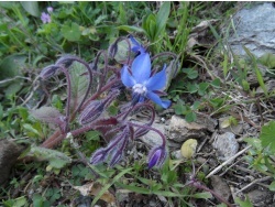 Photo faune et flore, Cervione - Bourrache ( u Buragine... o a Frisgia... o a Vurnaccia)