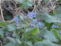 Photo faune et flore, Cervione - Bourrache ( ou u Buragine; ou a Frisgia; ou a Vurnaccia)