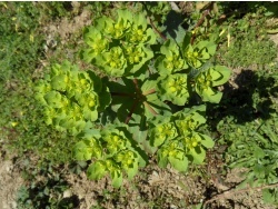 Photo faune et flore, Cervione - Euphorbe réveil matin (u Lattificiu)