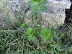 Photo faune et flore, Cervione - Euphorbe