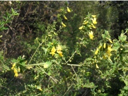 Photo faune et flore, Cervione - Le Genêt de Corse (a Cora ou a Cura)