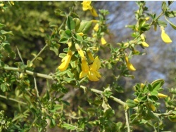 Photo faune et flore, Cervione - Le Genêt de Corse (a Cora ou a Cura)