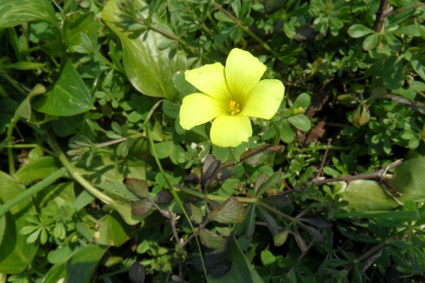 Photo Cervione - l’acetulella; ou l’arba acetosa; ou l’arba Madona