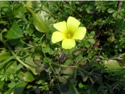 Photo faune et flore, Cervione - l’acetulella; ou l’arba acetosa; ou l’arba Madona