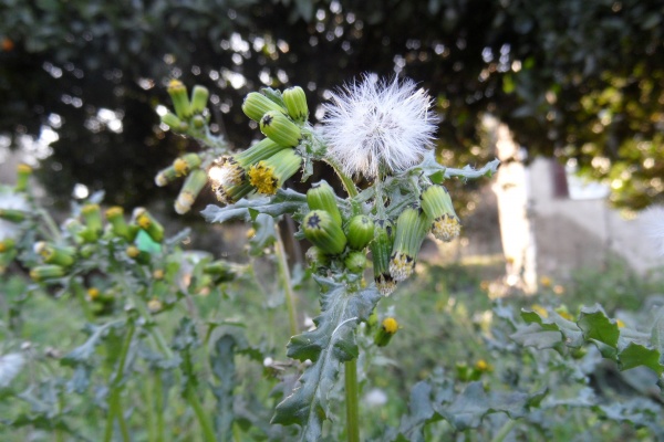 Photo Cervione - u Seneciu