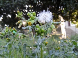 Photo faune et flore, Cervione - u Seneciu