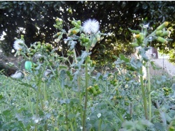 Photo faune et flore, Cervione - u Seneciu.