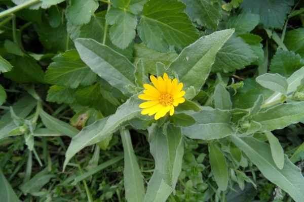 Photo Cervione - a Calendula (Le Souci de champs)