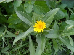 Photo faune et flore, Cervione - a Calendula (Le Souci de champs)