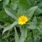 Photo Cervione - a Calendula (Le Souci de champs)