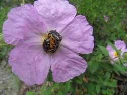 Photo faune et flore, Cervione - u Muchju rossu(Ciste de Crète)