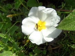 Photo faune et flore, Cervione - u Muchju neru (Ciste de Montpellier)