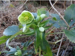 Photo faune et flore, Cervione - Hellébore