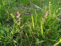 Photo faune et flore, Cervione - Fumeterre rouge