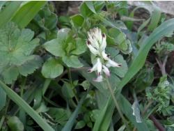 Photo faune et flore, Cervione - Fumeterre blanche