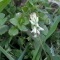 Photo Cervione - Fumeterre blanche