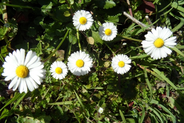 Photo Cervione - u Fior di curona, ou a Pratellina(La Pâquerette vivace)