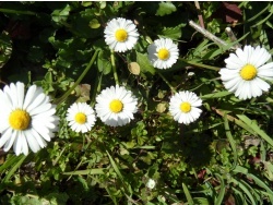 Photo faune et flore, Cervione - u Fior di curona, ou a Pratellina(La Pâquerette vivace)