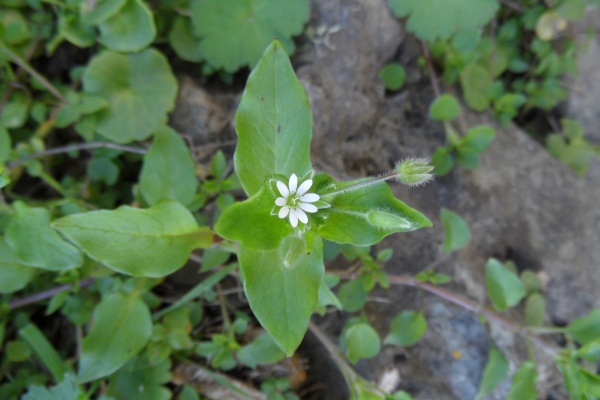 Photo Cervione - Mourron blanc