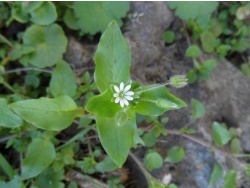 Photo faune et flore, Cervione - Mourron blanc