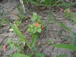 Photo faune et flore, Cervione - Mourron rouge