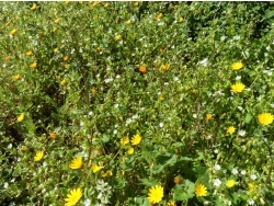 Photo faune et flore, Cervione - Un "tapis" de mourron blanc et pissenlit