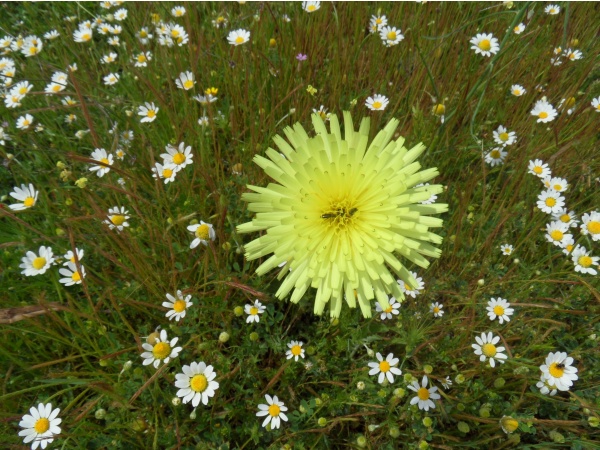 Photo Cervione - Un "tapis" de picridie et camomille