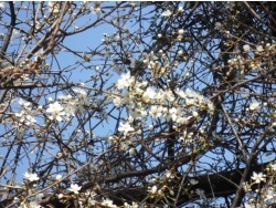 Photo faune et flore, Cervione - la fleur de prunier