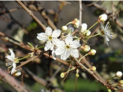 Photo faune et flore, Cervione - La fleur de prunier