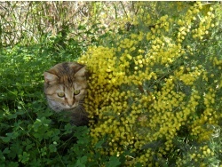 Photo faune et flore, Cervione - Mimosa