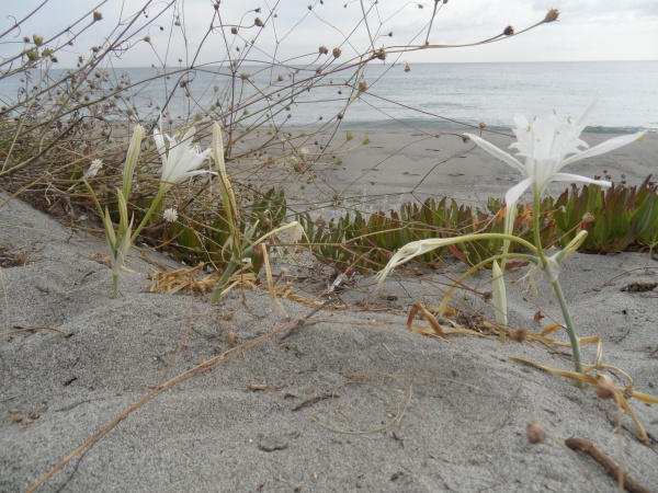 Photo Cervione - Lys de Pancrace et griffe de sorcière