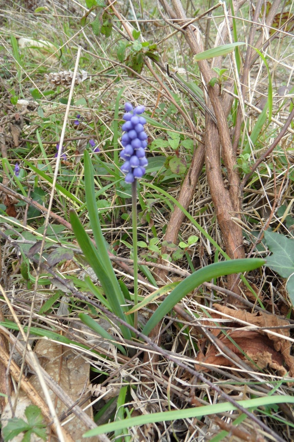 Photo Cervione - Muscari à grappe