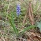 Photo Cervione - Muscari à grappe