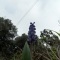 Photo Cervione - Muscari à grappe