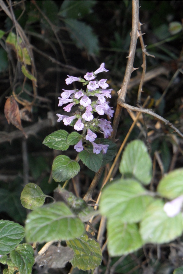 Photo Cervione - Nepita (cataire)