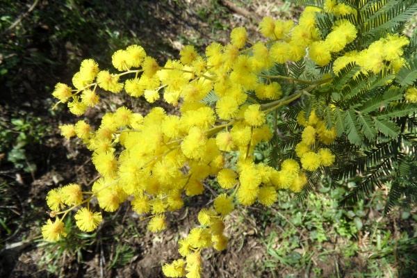 Photo Cervione - Mimosa