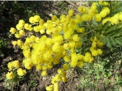 Photo faune et flore, Cervione - Mimosa