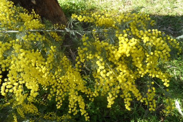 Photo Cervione - Mimosa.