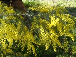 Photo faune et flore, Cervione - Mimosa.