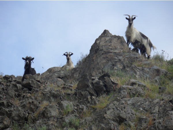 Photo Cervione - Les chèvres ...à la hauteur