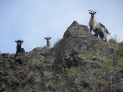 Photo faune et flore, Cervione - Les chèvres ...à la hauteur