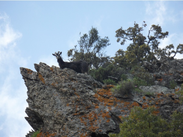 Photo Cervione - Les chèvres ...toujours à la hauteur