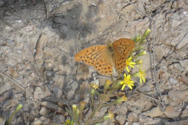 Photo Cervione - Voici un papillon au début du printemps