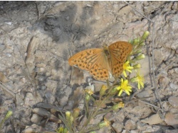 Photo faune et flore, Cervione - Voici un papillon au début du printemps