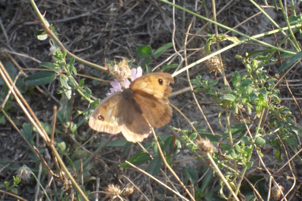 Photo Cervione - Les couleurs d'automne sur les ailes d'un papillon..