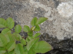 Photo faune et flore, Cervione - Une insecte vert sur une feuille verte - camouflage ou mimétisme?