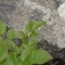 Photo Cervione - Une insecte vert sur une feuille verte - camouflage ou mimétisme?