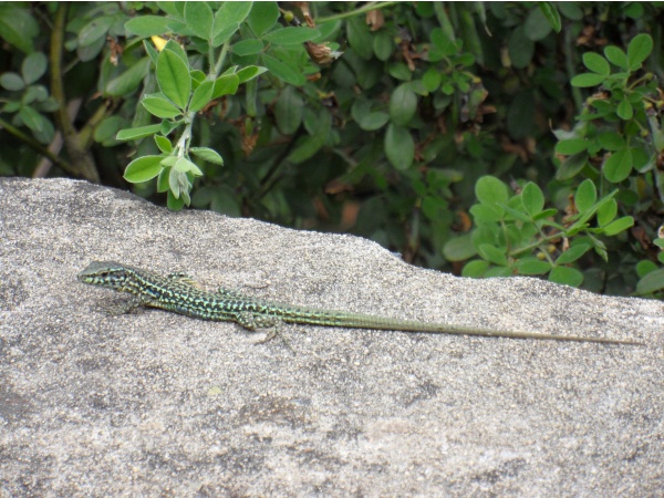 Photo Cervione - un lezard de murailles